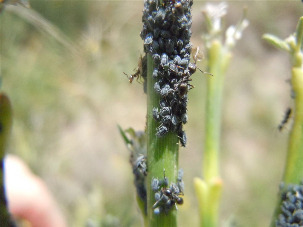 Afidi neri e formiche - Aphis sp. e Tapinoma sp.